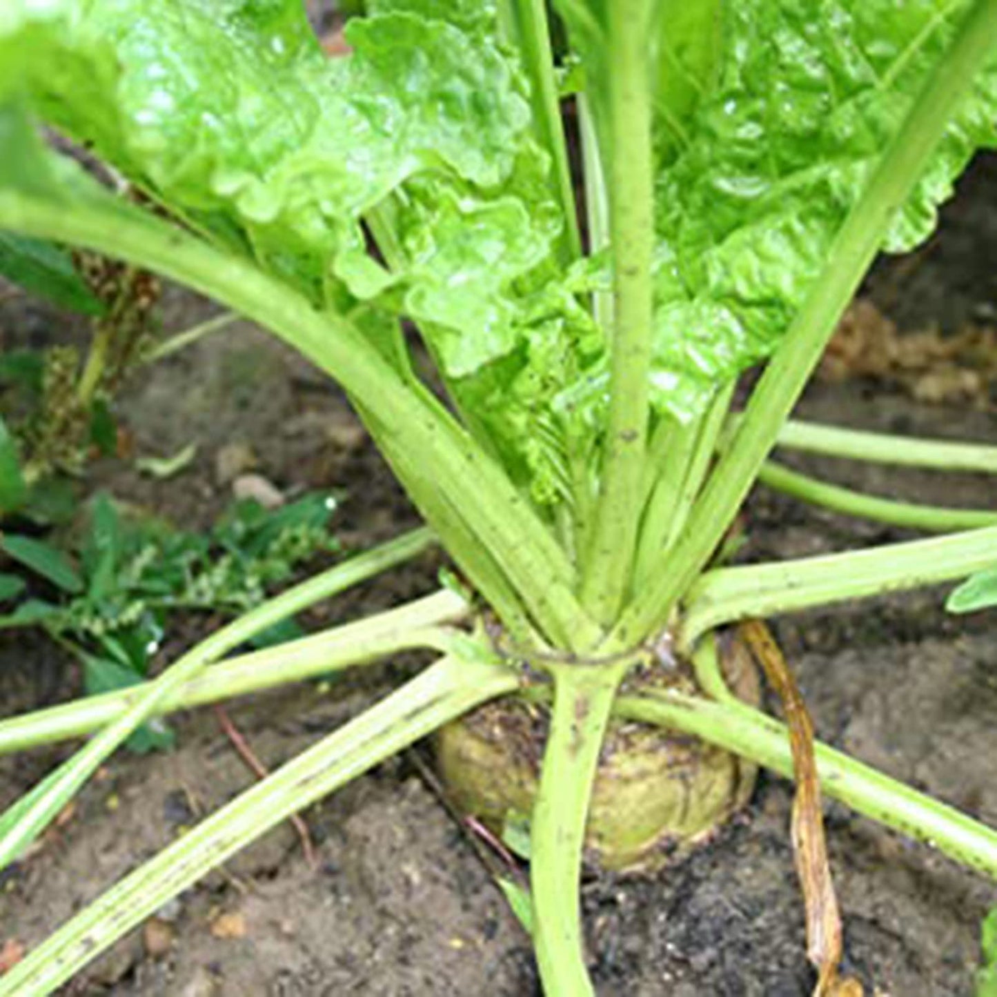 Zuckerrüben-Samen, 300 Stück Erbstück-Zuckerrüben-Samen, große Keimrate, gentechnikfrei, Erbstück, das im Freien Garten, Hof, Gemüsegarten pflanzt Saatgut