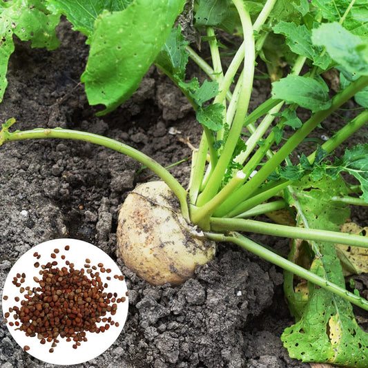 Zuckerrüben-Samen, 300 Stück Erbstück-Zuckerrüben-Samen, große Keimrate, gentechnikfrei, Erbstück, das im Freien Garten, Hof, Gemüsegarten pflanzt Saatgut